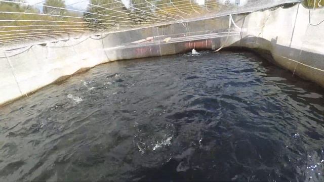 форель в садках отлично выросла до товарного размера , подводные съемки кормящейся форели смотреть онлайн