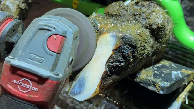 THIS COW'S FOOT DOES SOMETHING WE'VE NEVER SEEN BEFORE!!!!!!! смотреть онлайн