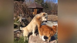 АЛАБАЙ НАПАЛ на кота ..........своей любовью || Алабай и кот || Cat and Dog || Alabai || Cas || Hun