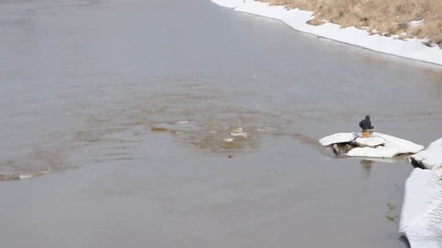 Начало паводка 2016 на реке Сестре смотреть онлайн