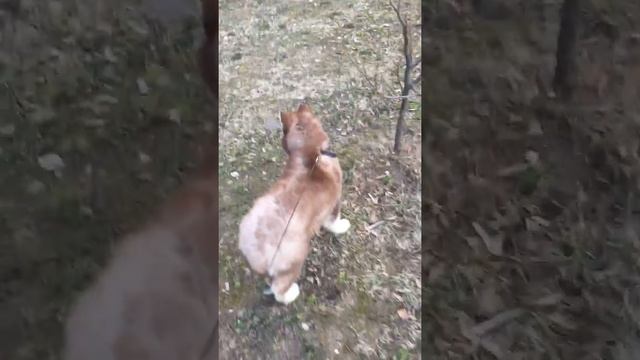 Приучаем тайгу к выгулу смотреть онлайн