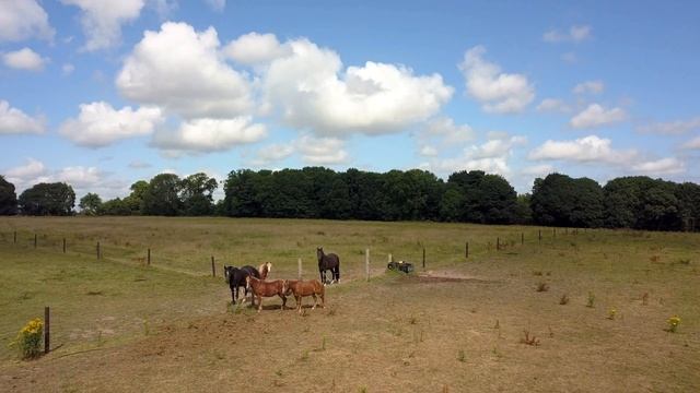 Slow TV - 4K Castlemartyr Horses Co. Cork, Ireland смотреть онлайн