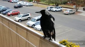 Кот хочет поймать сороку