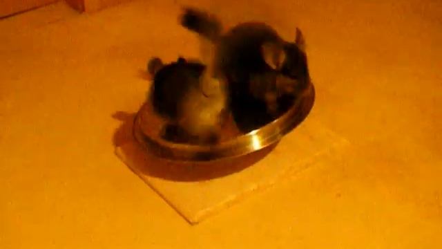 Chinchilla Run смотреть онлайн