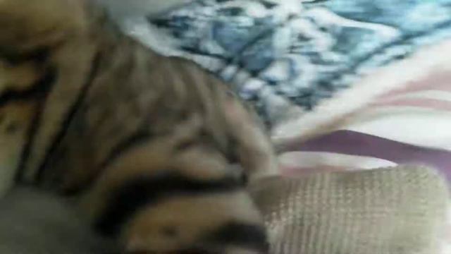 А кто тут ?? Малыш бенгала 4 месяца смотреть онлайн