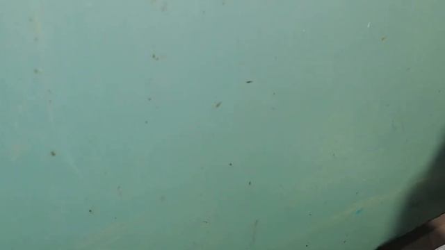 Краска без запаха/Эксперимент смотреть онлайн