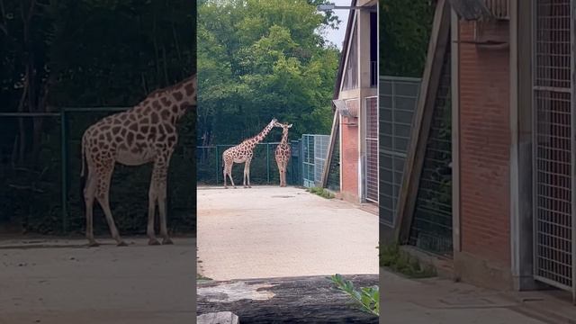 Какой жираф вам больше понравился смотреть онлайн