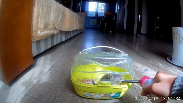 Интересные факты Дегу. смотреть онлайн