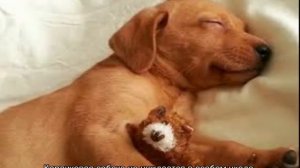 Мини лабрадор: описание карликовой породы