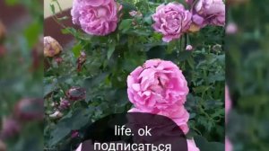Фаёз Расулов дил муқими куи ҷонон