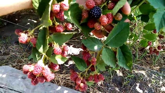 ежевика сорт торнфри, начало созревания смотреть онлайн