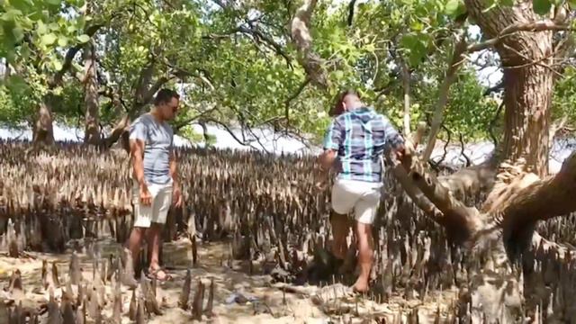 Mai Vizita Mangroves - Hera
