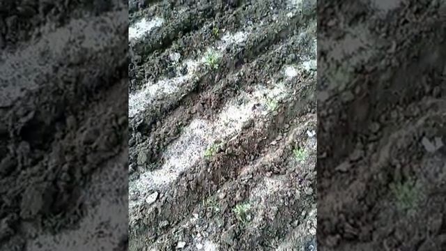 Как быстро посадить морковь. смотреть онлайн