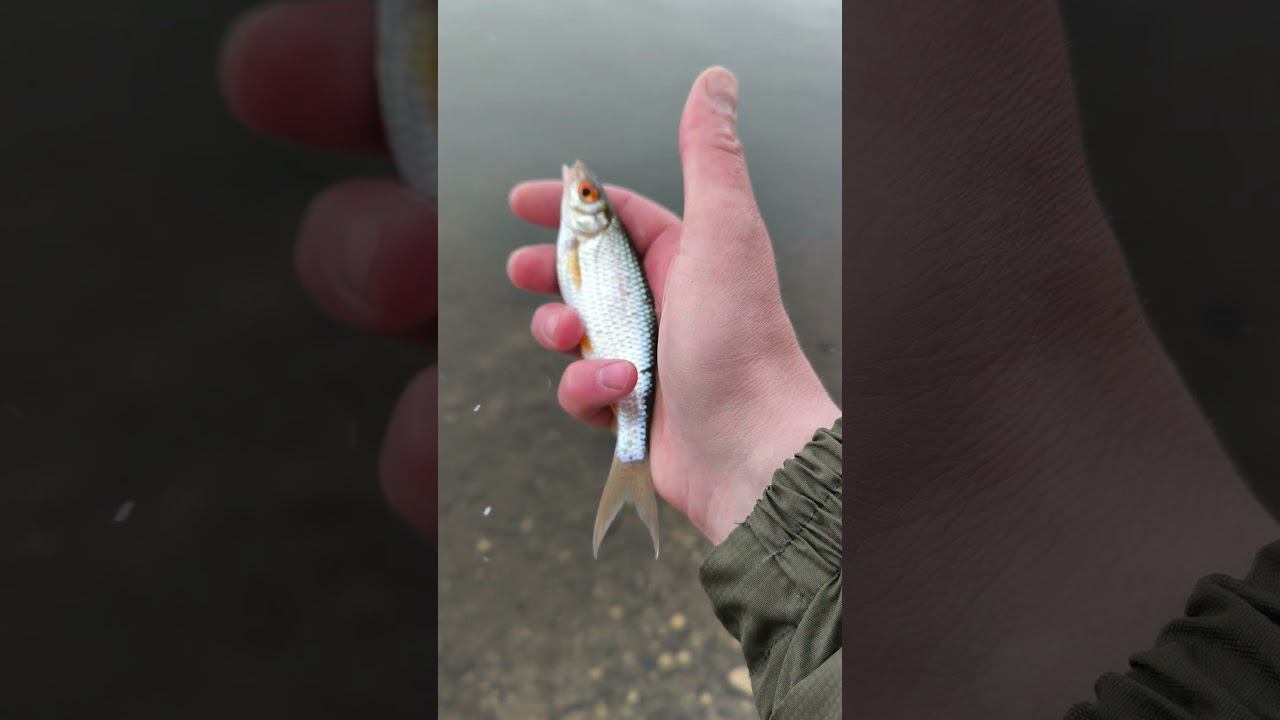 Ловля плотвы на удочку с острова в снег. #shortvideo #рыбалка #fishing #fishingvideo #весна #fish смотреть онлайн