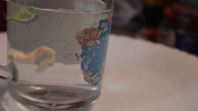 Кто придумал эту наживку гений! На 1 кусочек можно наловить целую гору разной рыбы. Куриная кожа смотреть онлайн