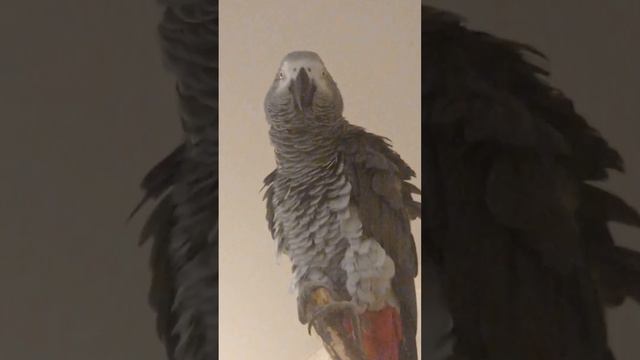 Попугай Гоша#Хорошка. Сколько Гоше лет? - Чуть-чуть..)) смотреть онлайн