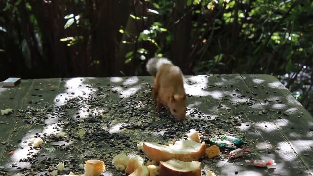 Святой Ключ. Белка смотреть онлайн