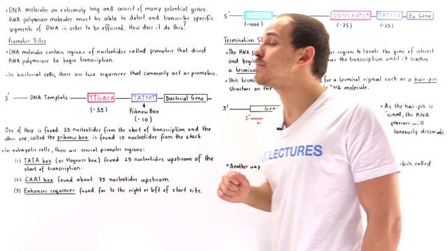 Promoter and Termination Sites of Transcription смотреть онлайн