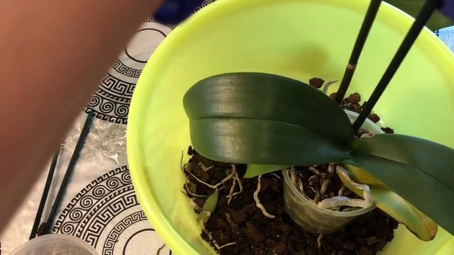 Орхидеи Sacramento и Modulation совместная Посадка ? смотреть онлайн