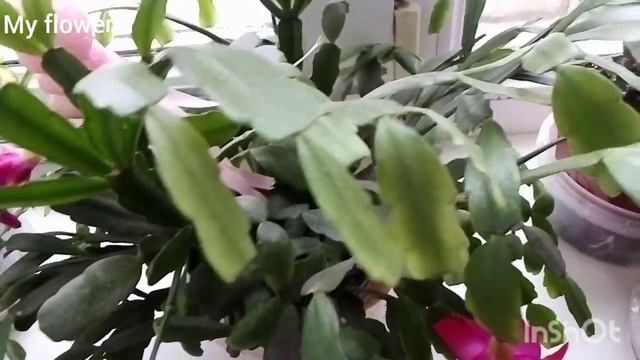 Плохо цветет декабрист, мало цветов? смотреть онлайн