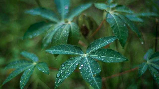 Rain and ambient relaxing ASMR noises in the garden смотреть онлайн