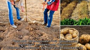 Картофель Инноватор