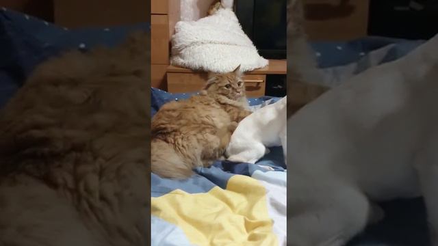 Стукнуть или не надо смотреть онлайн