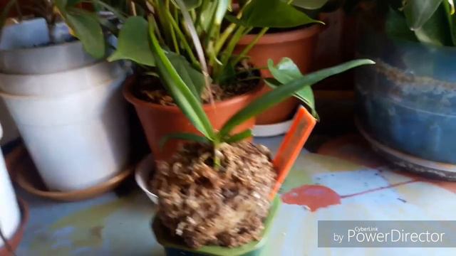 Neofinetia Falcata Kibana - Феникс. Посылочка от Ольги с вк.