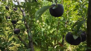 Диплоидная слива Блэк Диамонд/Black Diamond