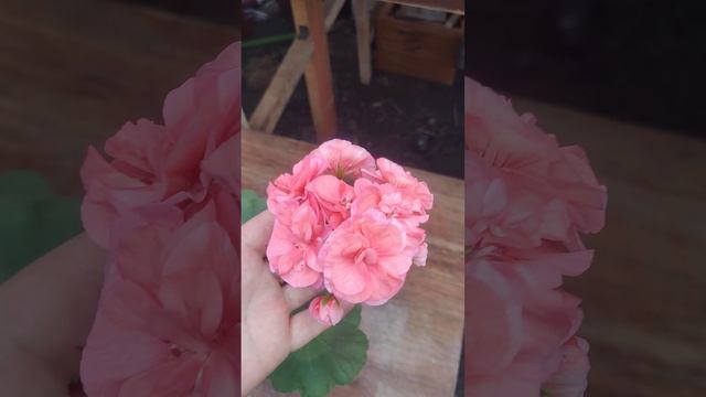 Пеларгония Jagershus faley смотреть онлайн