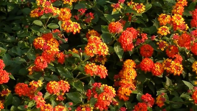 LANTANA: Lantana camara (www.riomoros.com) смотреть онлайн