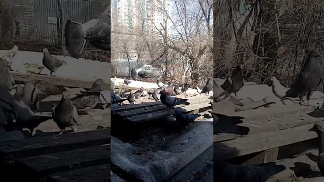 Кормлю голубей хлебом? смотреть онлайн