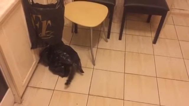 Мейн Кун Шэри залез в пакет смотреть онлайн