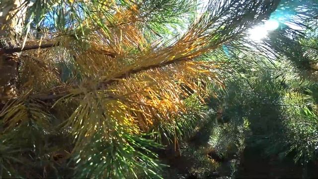 Сохнет хвоя у сосны в сентябре! Что делать? Сезонное опадание хвои у сосны. Хвоепад, у вечнозеленых смотреть онлайн