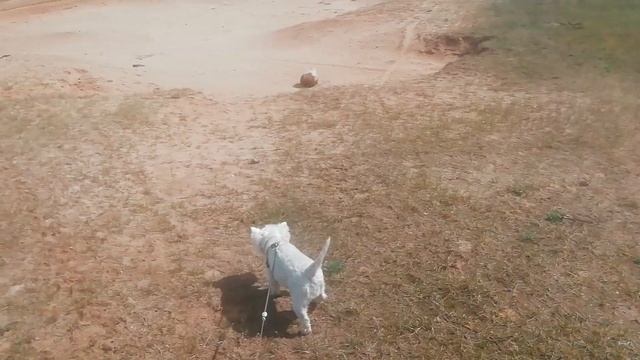 Браславщина. Видзы. У нас Дожди, но тепло. Едемте с нами, заправимся и махнём на Озеро, на пляж. смотреть онлайн