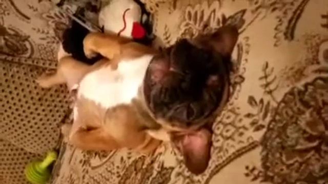 Такого француза Вы ещё не видели!!!! смотреть онлайн