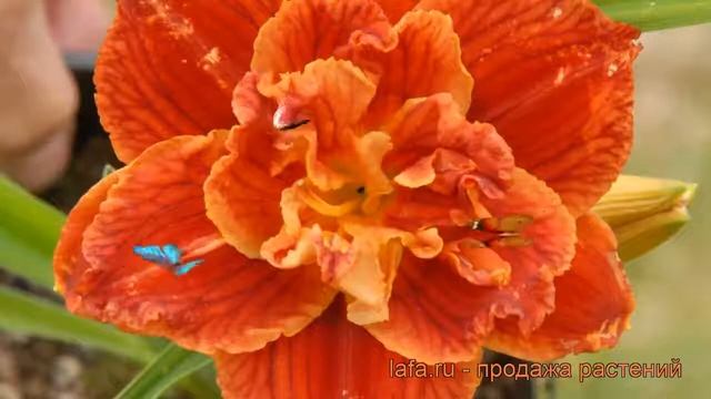 Лилейник гибридный Паприка Флейм (hemerocallis) ? обзор: как сажать, рассада лилейника Паприка Флей смотреть онлайн
