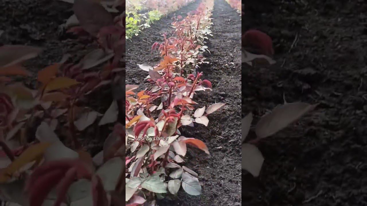 до весны 5 недель ☀️ смотреть онлайн