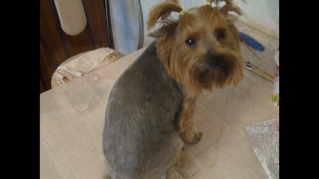 Стрижка собак в Балаково смотреть онлайн