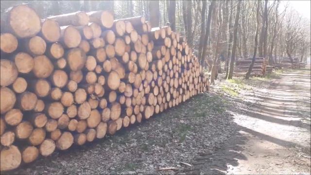 В лес за папоротником. смотреть онлайн