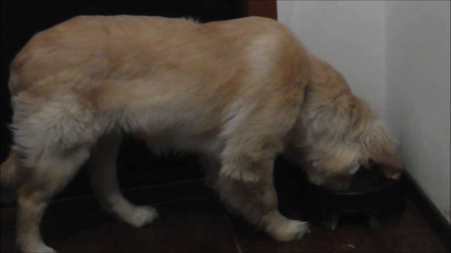 Голден ретривер на рыбалке смотреть онлайн