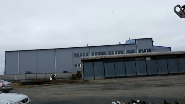 Голуби. общение 28.11.2022.г. Продолжение на Голубидроме. 🎥🕊️🇷🇺 смотреть онлайн