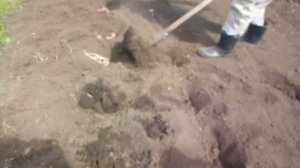 Как сажать картошку в ручную