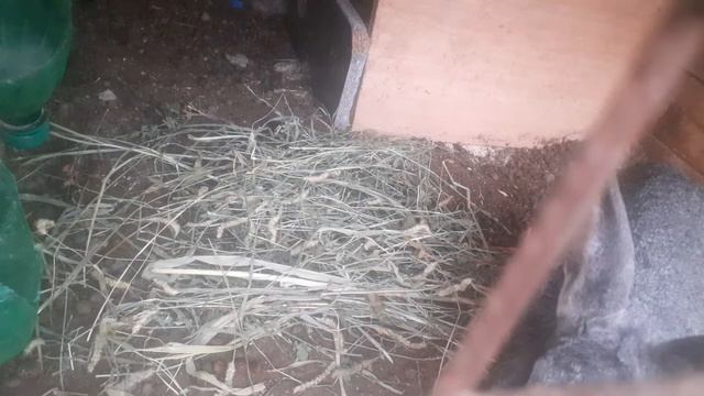 наблюдаем за кроликом