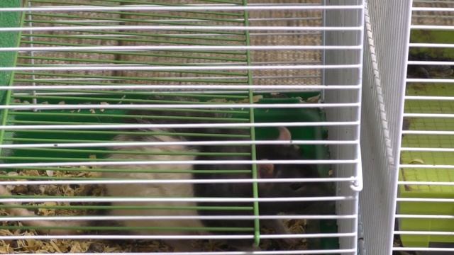 Может ли крыса жить одна? Прогулка крыс. смотреть онлайн