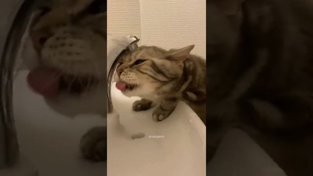 СМЕШНОЙ КОТ????