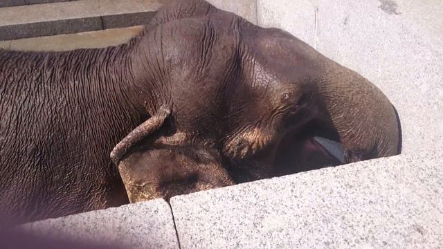 Слон в парке 300-летия смотреть онлайн