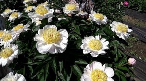 Любимые анемоновидные пионы! Часть 1 / Сад Ворошиловой