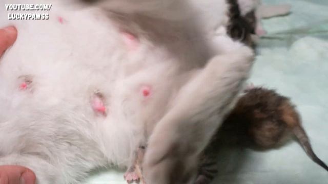 The MOTHER CAT is waiting to BREASTFEED the NEWBORN KITTENS to eat FOOD. | Lucky Paws смотреть онлайн