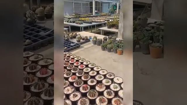 LOVE CACTUS смотреть онлайн